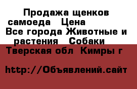 Продажа щенков самоеда › Цена ­ 40 000 - Все города Животные и растения » Собаки   . Тверская обл.,Кимры г.